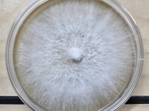 Agar Dish Culture