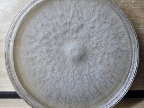 Agar Dish Culture