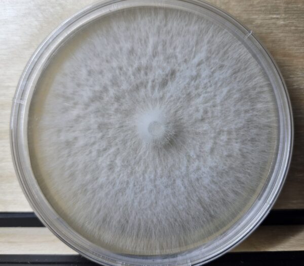 Agar Dish Culture